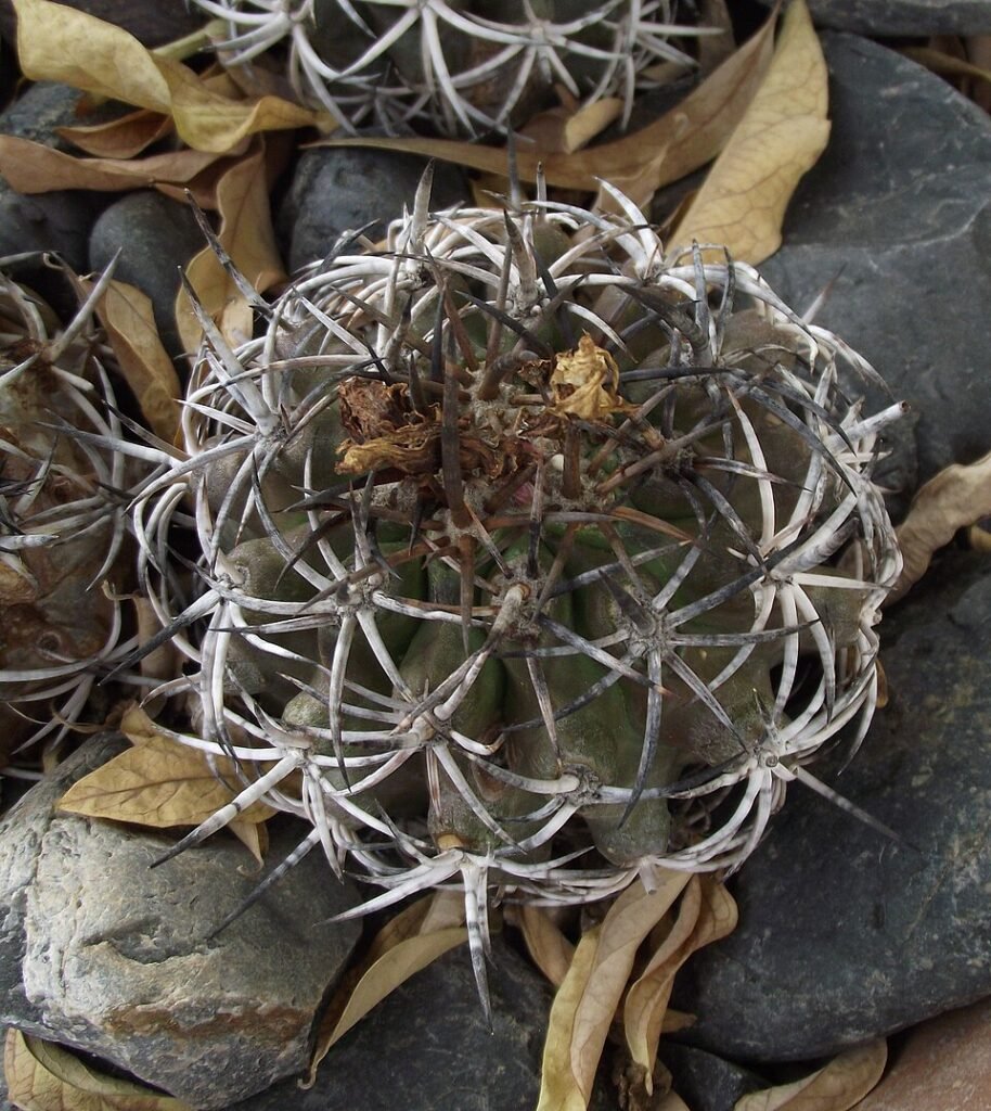 Copiapoa echinoides cactus met heldergroene bolvormige stelen en lange gele stekels.