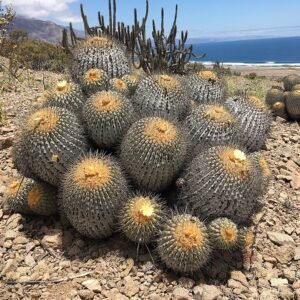 Copiapoa gigantea cactus met levendige groene stelen en gele stekels in een woestijnomgeving.