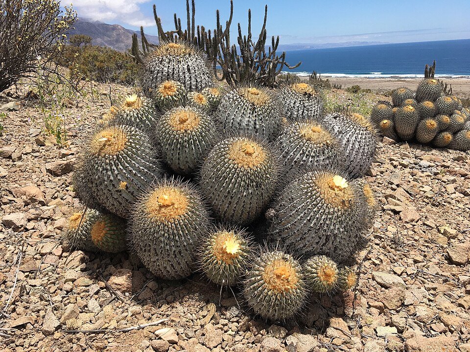 Copiapoa gigantea cactus met levendige groene stelen en gele stekels in een woestijnomgeving.