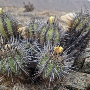 Copiapoa marginata cactus met lange stekelige stelen en levendige groene bolvormige top.