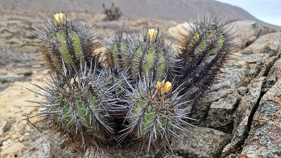 Copiapoa marginata cactus met lange stekelige stelen en levendige groene bolvormige top.