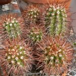 Notocacteae cactus met levendige groene cilindrische stelen en witte stekels.