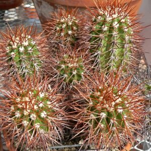 Notocacteae cactus met levendige groene cilindrische stelen en witte stekels.