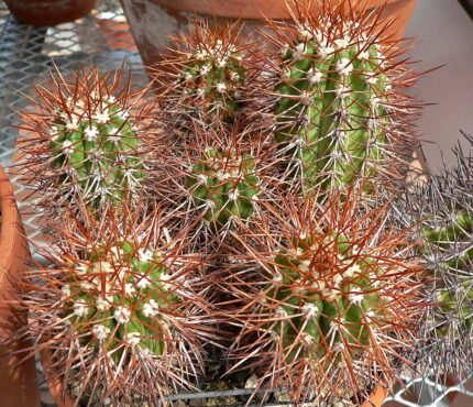 Notocacteae cactus met levendige groene cilindrische stelen en witte stekels.