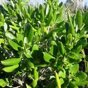 Coprosma repens plant met glanzende groene bladeren en rode bessen.