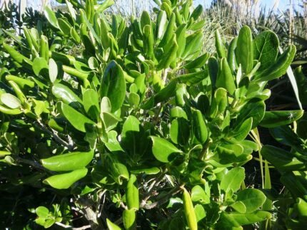 Coprosma repens plant met glanzende groene bladeren en rode bessen.