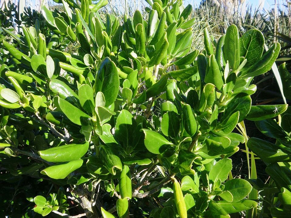 Coprosma repens plant met glanzende groene bladeren en rode bessen.