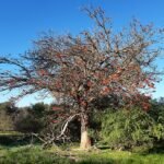 Koraalboom in bloei bij Anstey Swamp, Karnup in juli 2020.