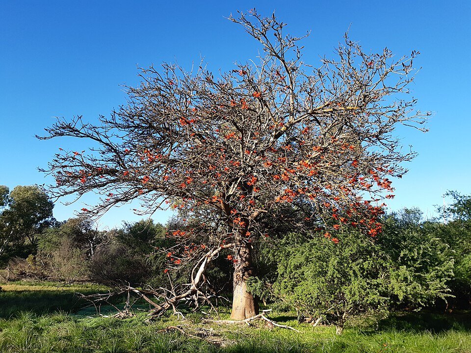 Koraalboom in bloei bij Anstey Swamp, Karnup in juli 2020.