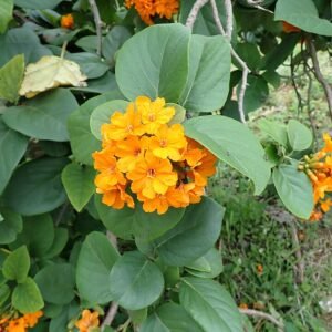 Rood bloeiende Cordia sebestena plant op kleigrond.