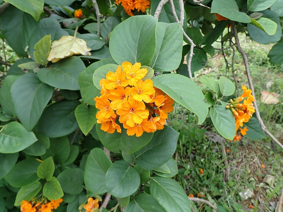 Rood bloeiende Cordia sebestena plant op kleigrond.