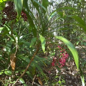 Cordyline manners-suttoniae plant with long, narrow purple leaves.