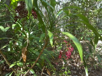 Cordyline manners-suttoniae plant with long, narrow purple leaves.