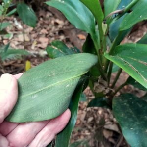 Cordyline murchisoniae plant met groene bladeren en rode strepen.