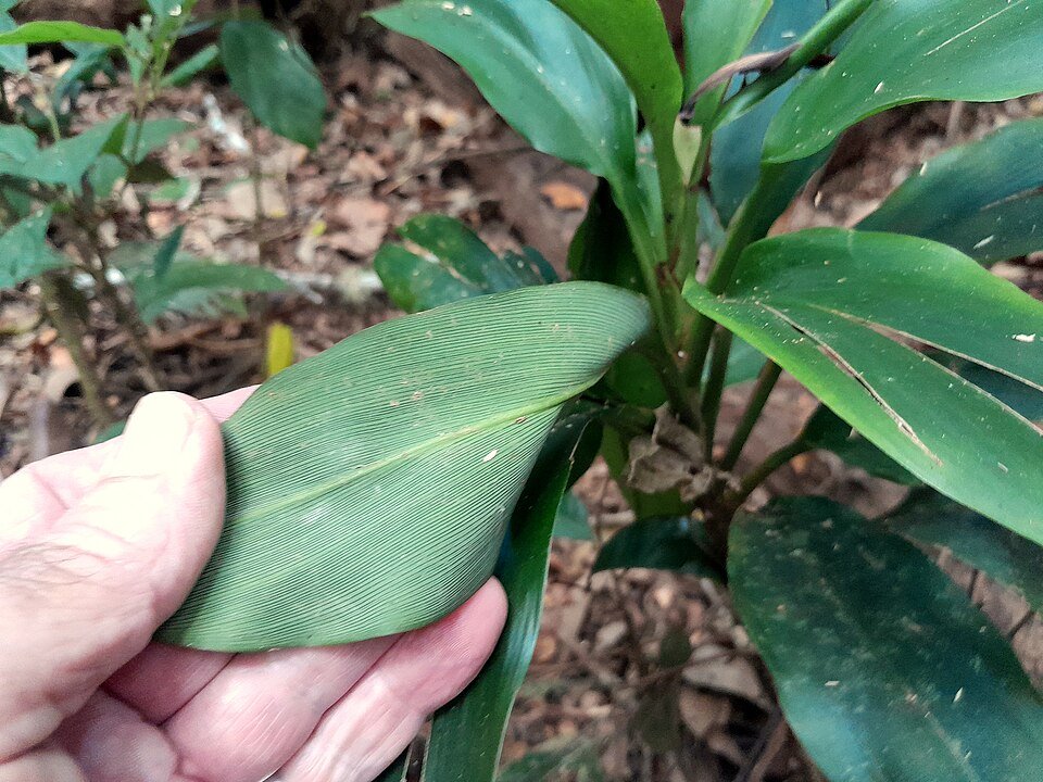 Cordyline murchisoniae plant met groene bladeren en rode strepen.