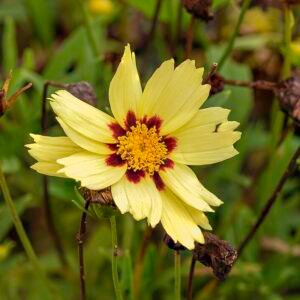 Coreopsis tinctoria rode en gele bloemen in veld.