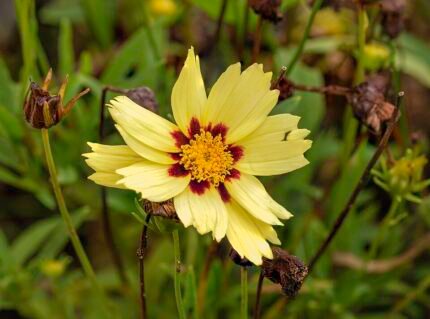 Coreopsis tinctoria rode en gele bloemen in veld.