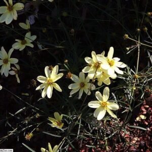 Coreopsis verticillata 'Moonbeam' bloeiende gele bloemen op groene bladeren.