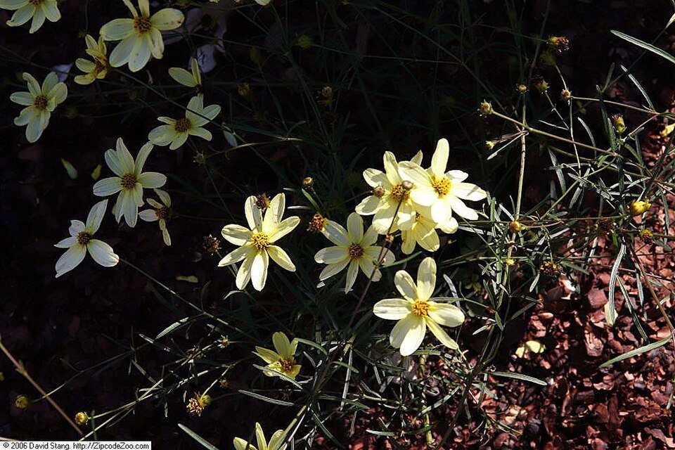 Coreopsis verticillata 'Moonbeam' bloeiende gele bloemen op groene bladeren.