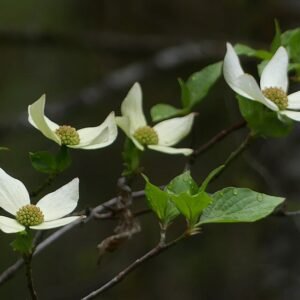 Cornus nuttallii bloeiende witte bloemen op groene bladeren.