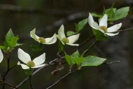 Cornus nuttallii bloeiende witte bloemen op groene bladeren.