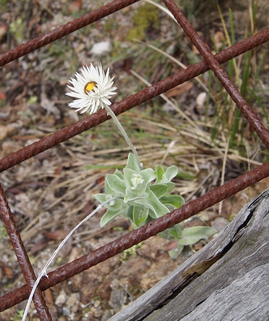 Gele bloemen van Coronidium newcastlianum in close-up.