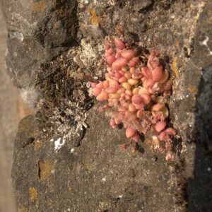 Sedum dasyphyllum, een Corsicaanse steenbreekplant met groene bladeren.