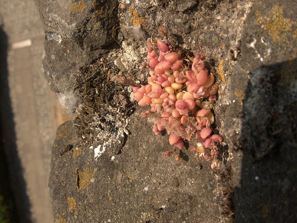 Sedum dasyphyllum, een Corsicaanse steenbreekplant met groene bladeren.
