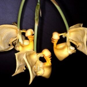Zeldzame Coryanthes gerlachiana orchidee met gele bloem en unieke vorm.