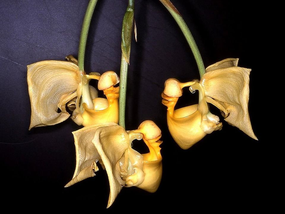 Zeldzame Coryanthes gerlachiana orchidee met gele bloem en unieke vorm.
