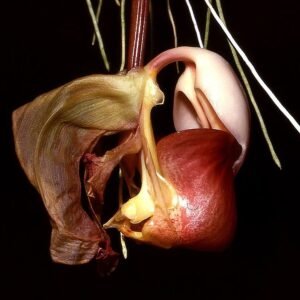 Close-up van Coryanthes leucocorys orchidee bloem met prachtige details.