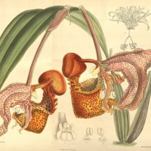 Close-up van Coryanthes macrantha orchidee met gele en roze bloembladeren.