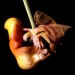 Coryanthes mastersiana orchidee met gele bloem en vlekken op bloembladen.