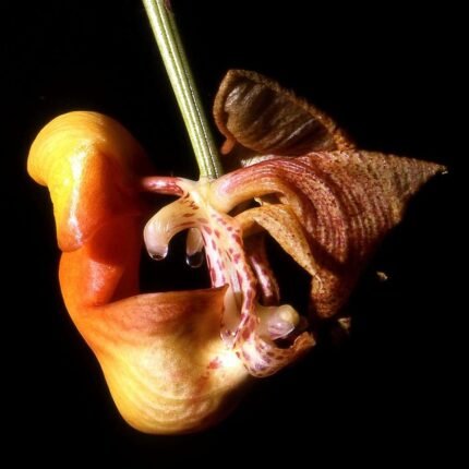 Coryanthes mastersiana orchidee met gele bloem en vlekken op bloembladen.