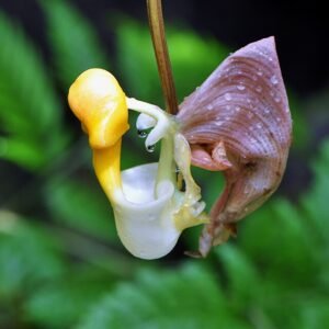 Orchidee Coryanthes picturata in gele en bruine tinten met unieke lipvorm.