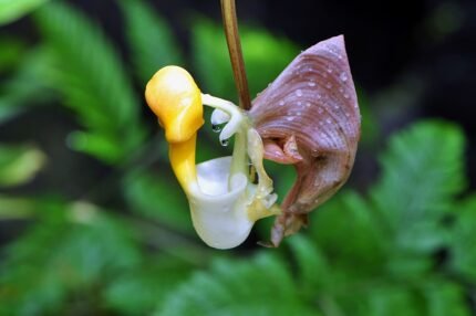 Orchidee Coryanthes picturata in gele en bruine tinten met unieke lipvorm.