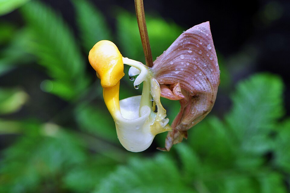 Orchidee Coryanthes picturata in gele en bruine tinten met unieke lipvorm.
