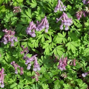 Vingerhelmbloem bloeiende plant met paarse bloemen en groen blad.