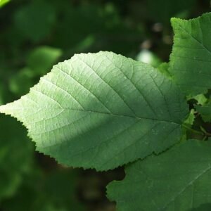 American hazelnut shrub with blooming catkins and green leaves.