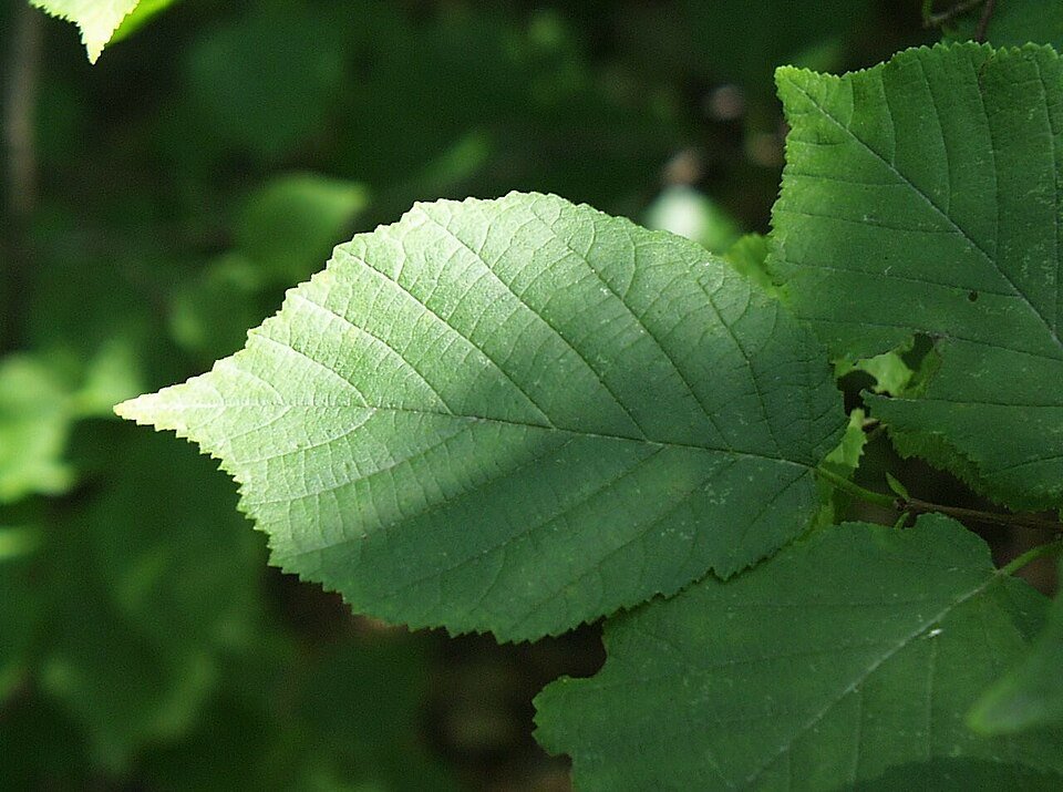 American hazelnut shrub with blooming catkins and green leaves.