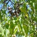 Bloeiende Corymbia ptychocarpa met rode bloemen en groene bladeren.