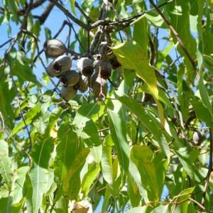 Bloeiende Corymbia ptychocarpa met rode bloemen en groene bladeren.