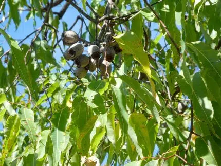 Bloeiende Corymbia ptychocarpa met rode bloemen en groene bladeren.