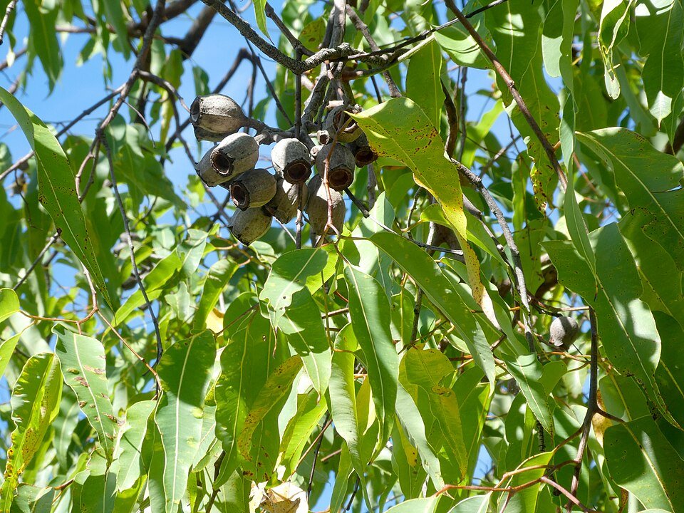 Bloeiende Corymbia ptychocarpa met rode bloemen en groene bladeren.