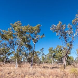 Close-up van Corymbia aparrerinja boom met zilverachtige schors en groene bladeren.