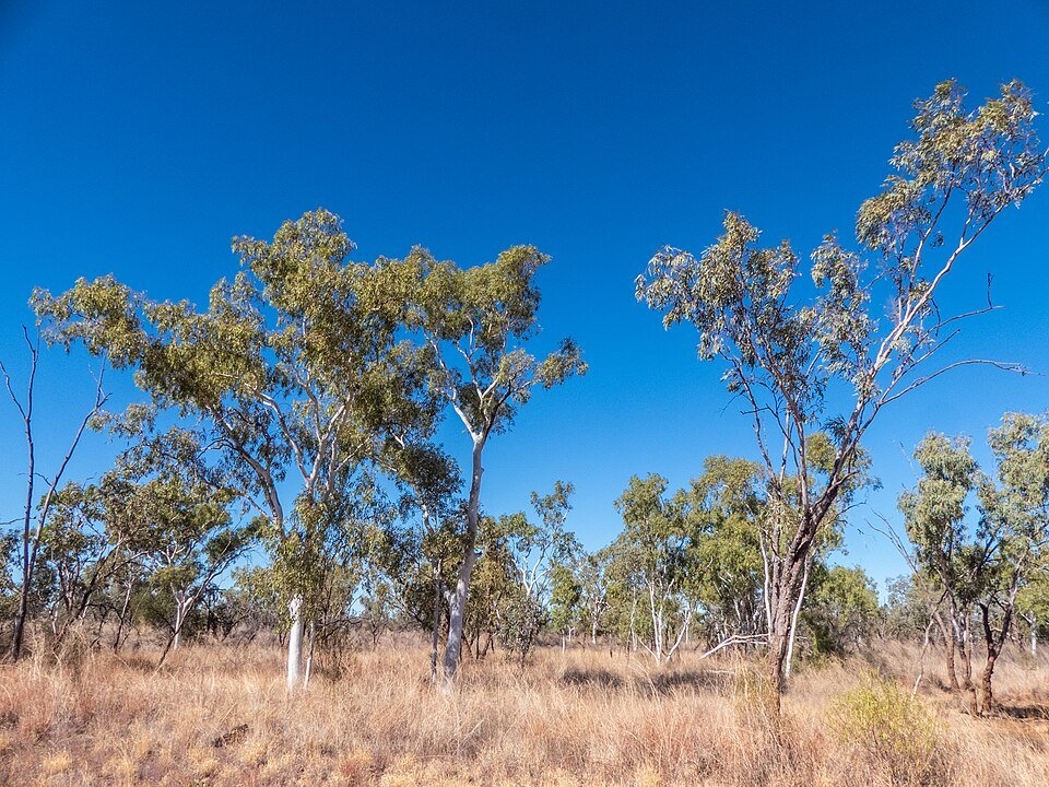 Close-up van Corymbia aparrerinja boom met zilverachtige schors en groene bladeren.