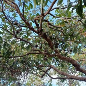 Corymbia boom met groene bladeren tegen een witte achtergrond.