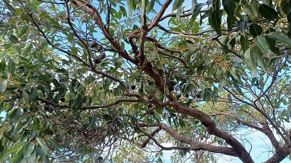 Corymbia boom met groene bladeren tegen een witte achtergrond.