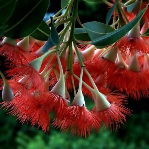 Rode bloemen van de Corymbia ficifolia boom in een tuinsetting.