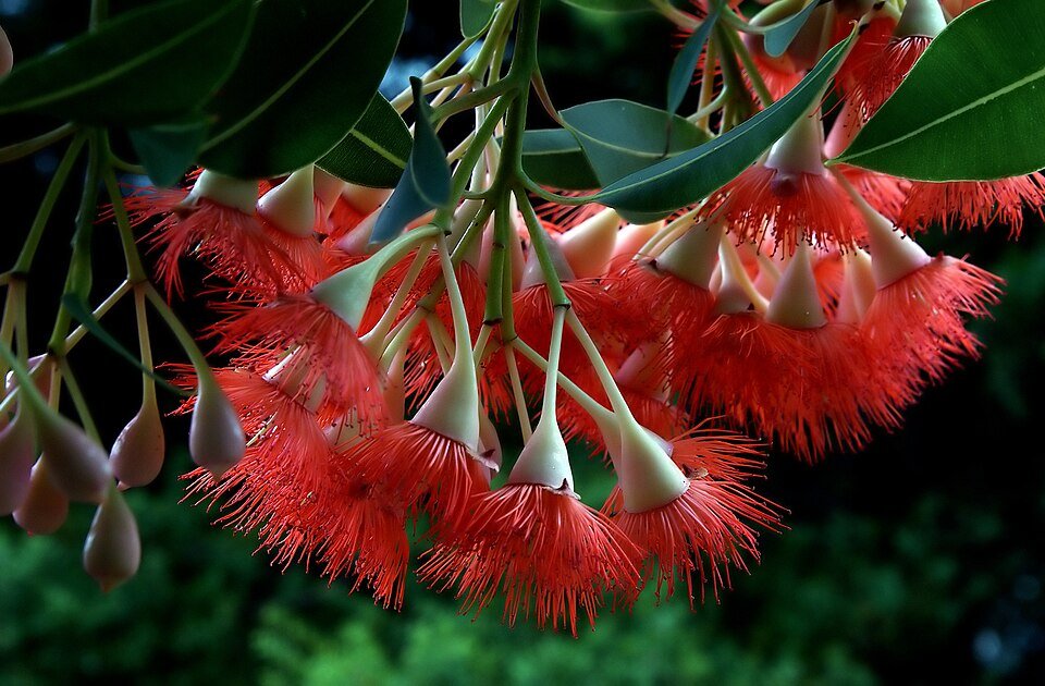Rode bloemen van de Corymbia ficifolia boom in een tuinsetting.